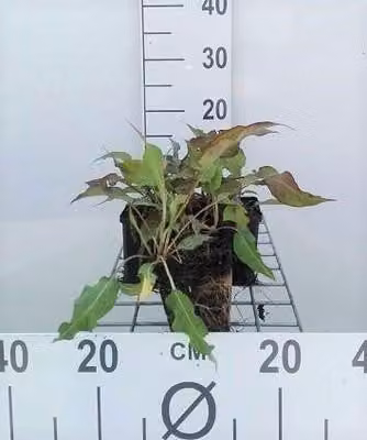 6 x Persicaria ampl. 'Rosso scuro' - Nodo delle candele - vaso 9 x 9 cm
