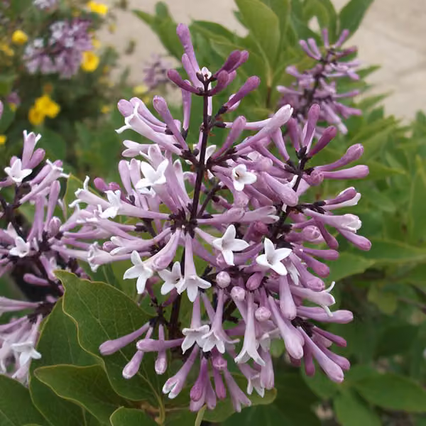 2 x Ligustro nano coreano - Syringa patula 'Miss Kim' | 40-60 cm in vaso