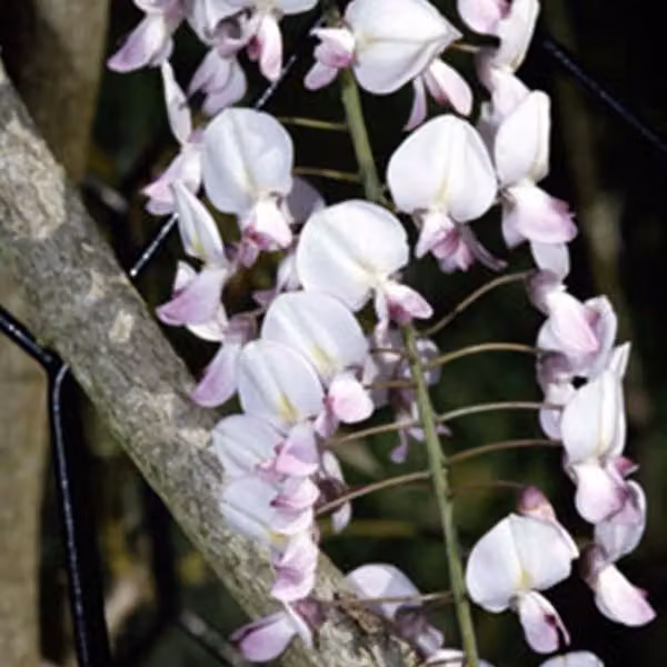 Edelblauregen 'Rosea' - Wisteria floribunda 'Honbeni' (= 'Rosea') | 50-60 cm in vaso
