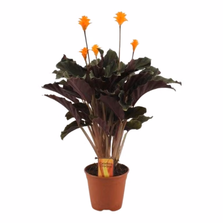 Calathea Crocata ca. 40 cm - pianta d'appartamento - cesto marant - pianta verde - purificante dell'aria - adatta agli animali domestici - adatta agli interni