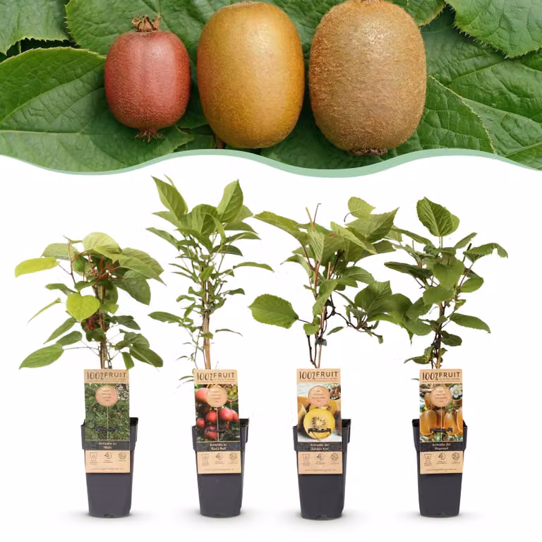 Actinidia Weiki & Hayward, Ken,s Red, Golden Kiwi - Pianta di kiwi - 1 Maschio - 3 Femmine - Piante - Verde-Rosso-Giallo - 40-50cm - Ø15cm - Pianta da giardino