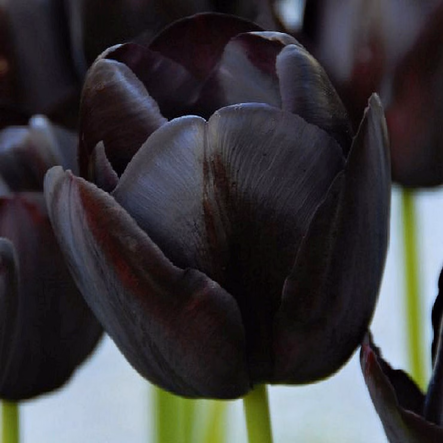 Tulipano nero 100 pezzi Bulbi di tulipano Bulbi di tulipano