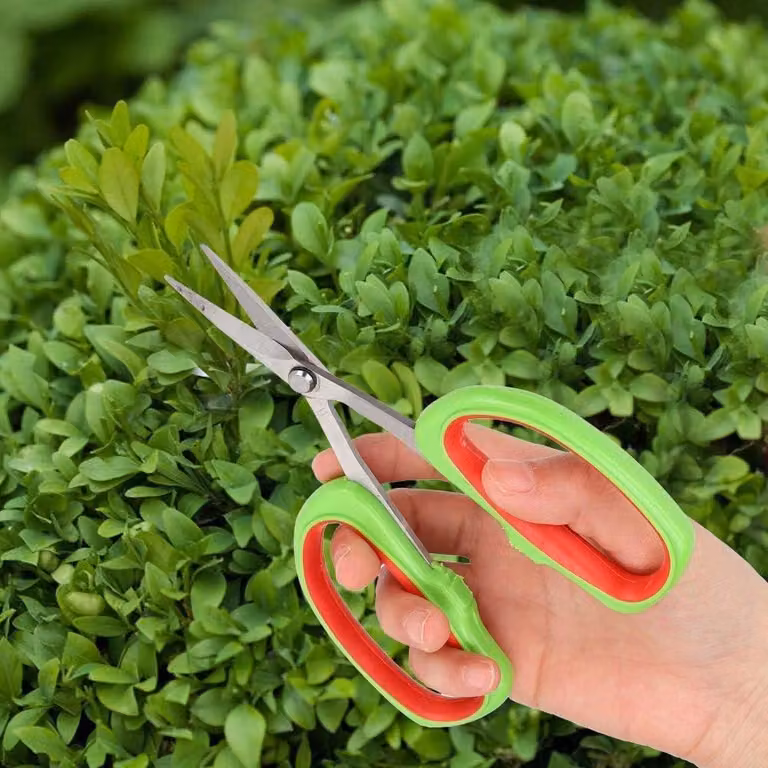 Attrezzo giapponese in acciaio inossidabile per bonsai - per potare i rami degli alberi da frutto - tagliaviti per grappoli