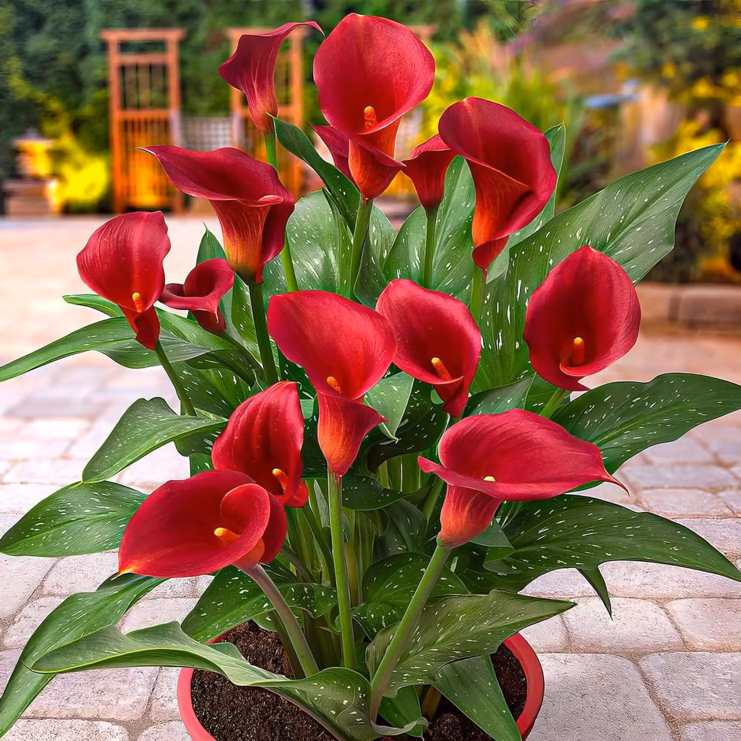 Bulbi di Calla Lily resistenti al freddo, perenni - Zantedeschia Red Passion (rossa) - 5 grandi bulbi da fiore - Piante vere provenienti dall'Olanda - adatte per giardino e vaso (non semi, non artificiali)