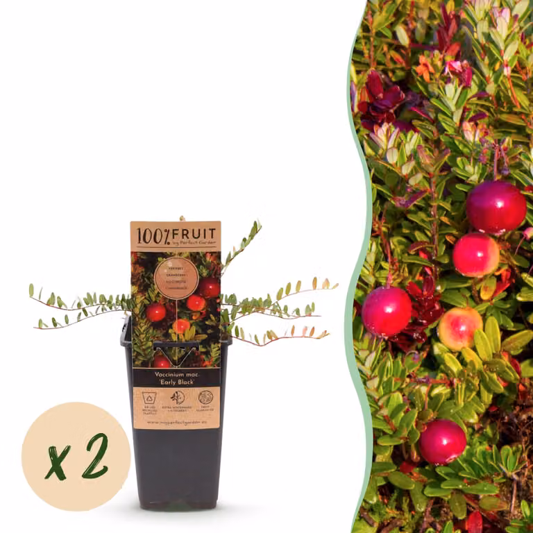 Vaccinium mac. Nero precoce - Mirtillo rosso - Difficile - Mirtillo - 2 piante - 40-50cm - Ø15cm - Pianta da giardino