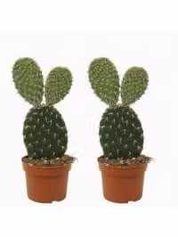 Cactus Opuntia Pylana 30 cm, set da 2 pezzi