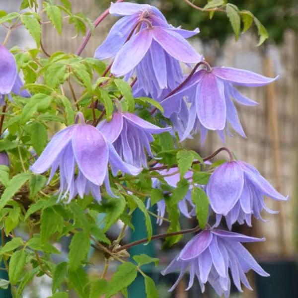 2 piante di Clematis alpina 'Frankie' | Altezza: 50-60 cm, fornite in vaso