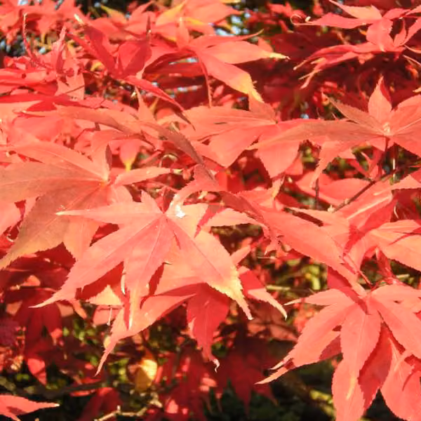 Acero giapponese (Acer palmatum 'Osakazuki') | 60-80 cm in vaso
