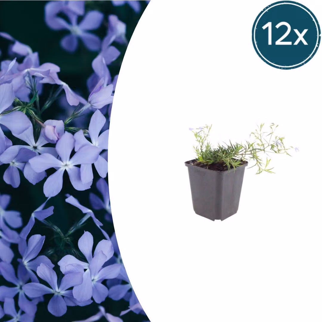 Phlox (S) 'Emerald Cushion Blue' | 12 pezzi - 10-25cm - Ø9cm - Pianta da giardino