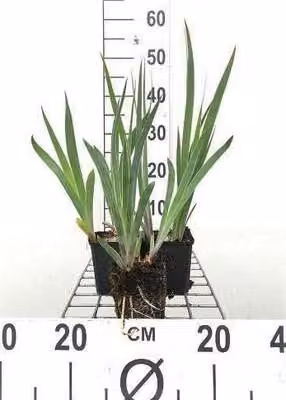 6 x Iris (germ.) 'Black Knight' - Schwertlilie - Topf 9 x 9 cm