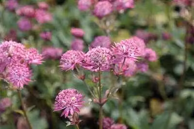 6 x Astrantia major 'Star of Beauty'® - Ombrello a stella - Vaso 9 x 9 cm