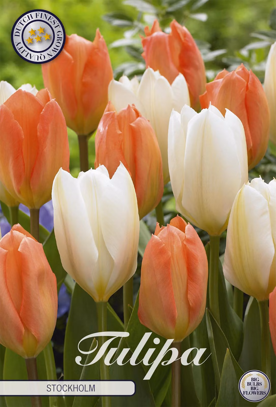 Tulipani Stockholm (10 pezzi) | Bulbi di tulipano di Sam van Schooten