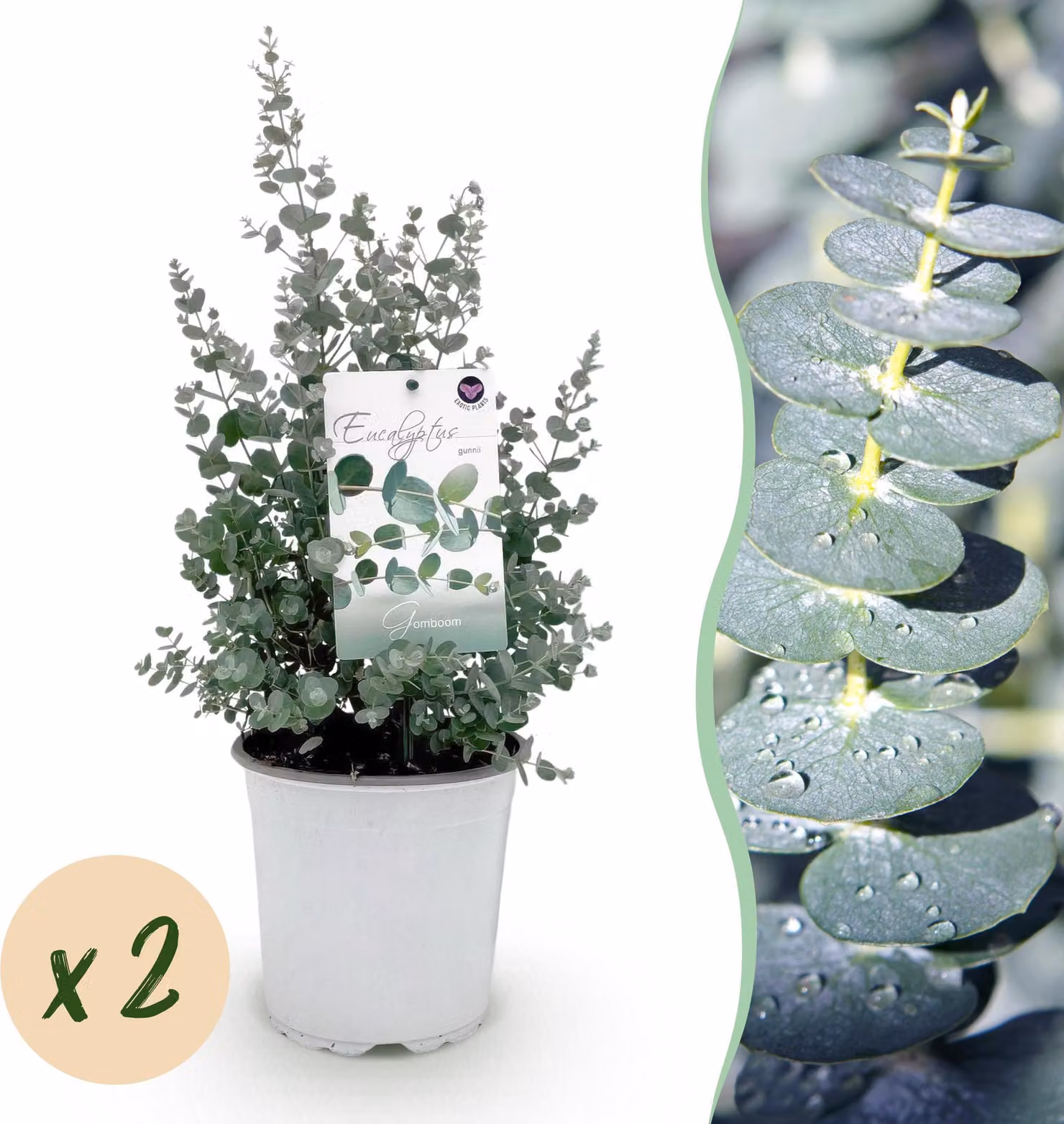 Pianta da terrazzo - Eucalipto - Eucalyptus gunni - Grigio - 2 Piante - Resistente - 30-40cm - Ø20cm - Pianta da giardino