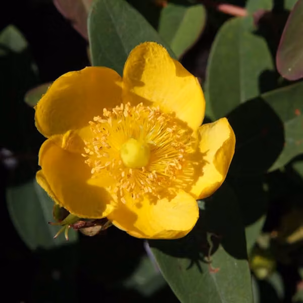 2 piante di Iperico (Hypericum dummeri 'Peter Dummer'), alte 30-40 cm, in vaso