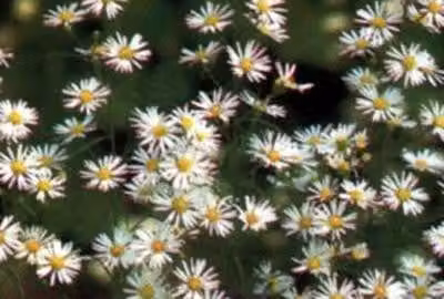 6 x Aster hybr. 'Monte Cassino' - Astro autunnale - vaso 9 x 9 cm