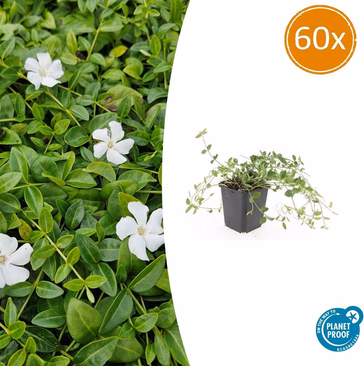 Vinca minor 'Gertrude Jekyll' | 60 stuks - 10-25cm - Ø9cm - Pianta da giardino