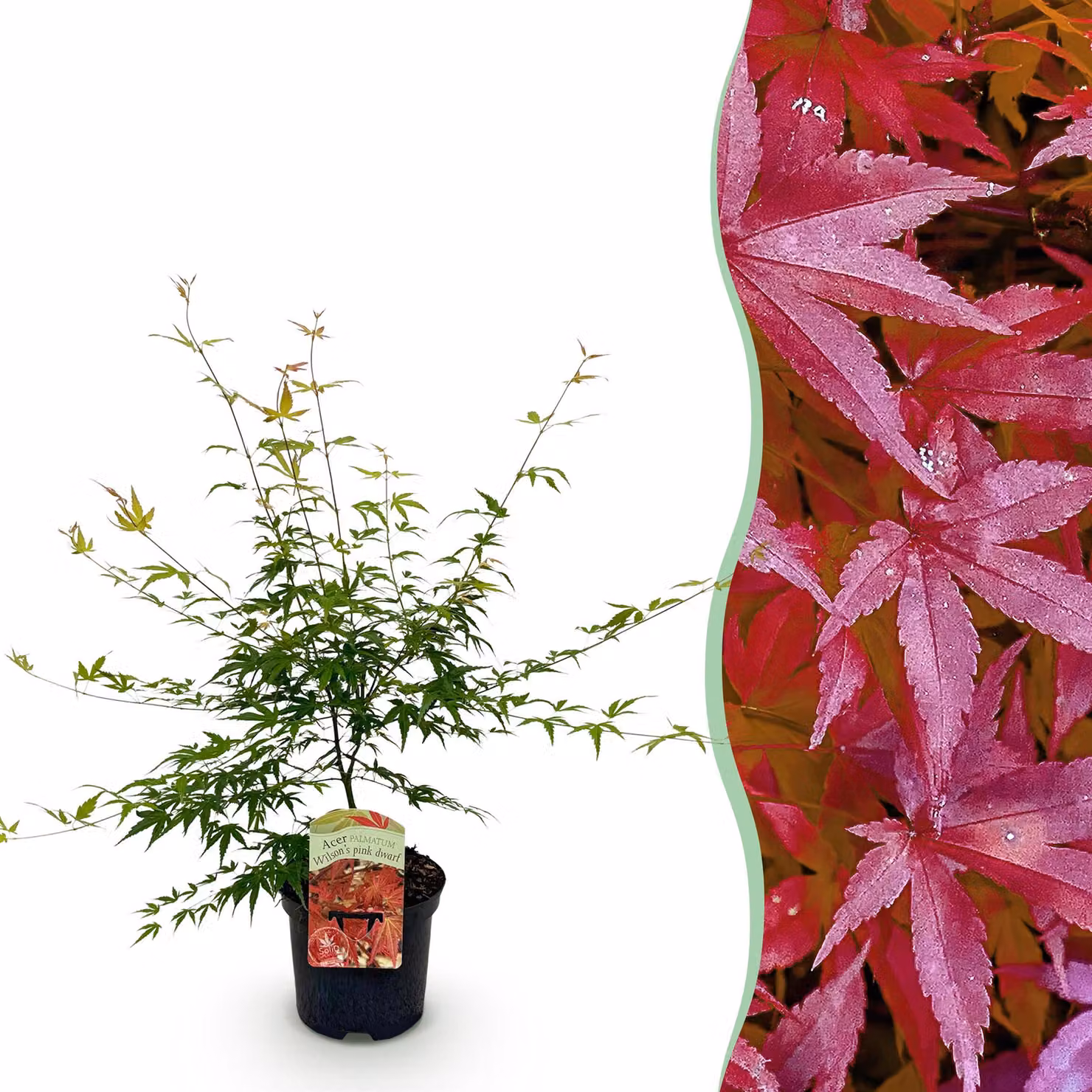 Pianta da terrazzo - Acero giapponese - Acer palmatum Pink Dwarf - Rosa - 1 Pianta - Decidua - 60-70cm - Ø25cm - Pianta da giardino