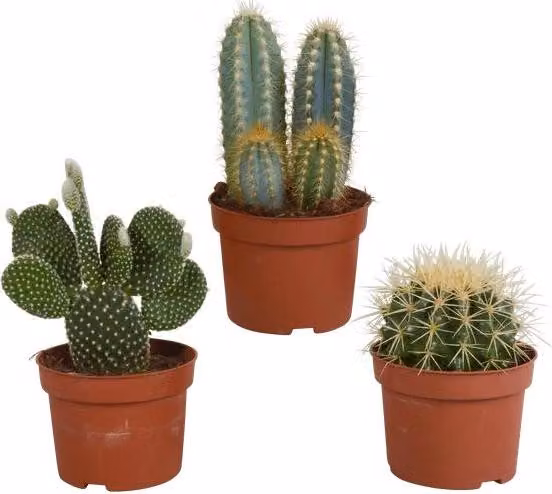 Miscela di cactus 3 piante - Ø10,5cm - Diversi tipi di cactus - Piante da