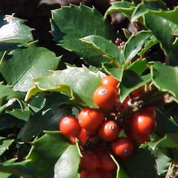 2 piante di tasso (Ilex meserveae 'Blue Princess'), altezza 40-60 cm, in vaso
