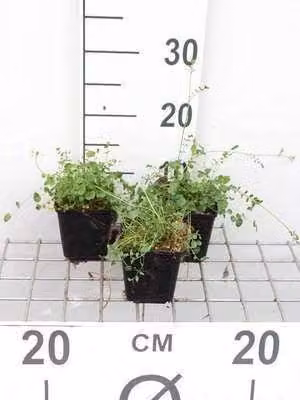 6 x Cardamine pratensis - Spugnola dei prati - vaso 9 x 9 cm