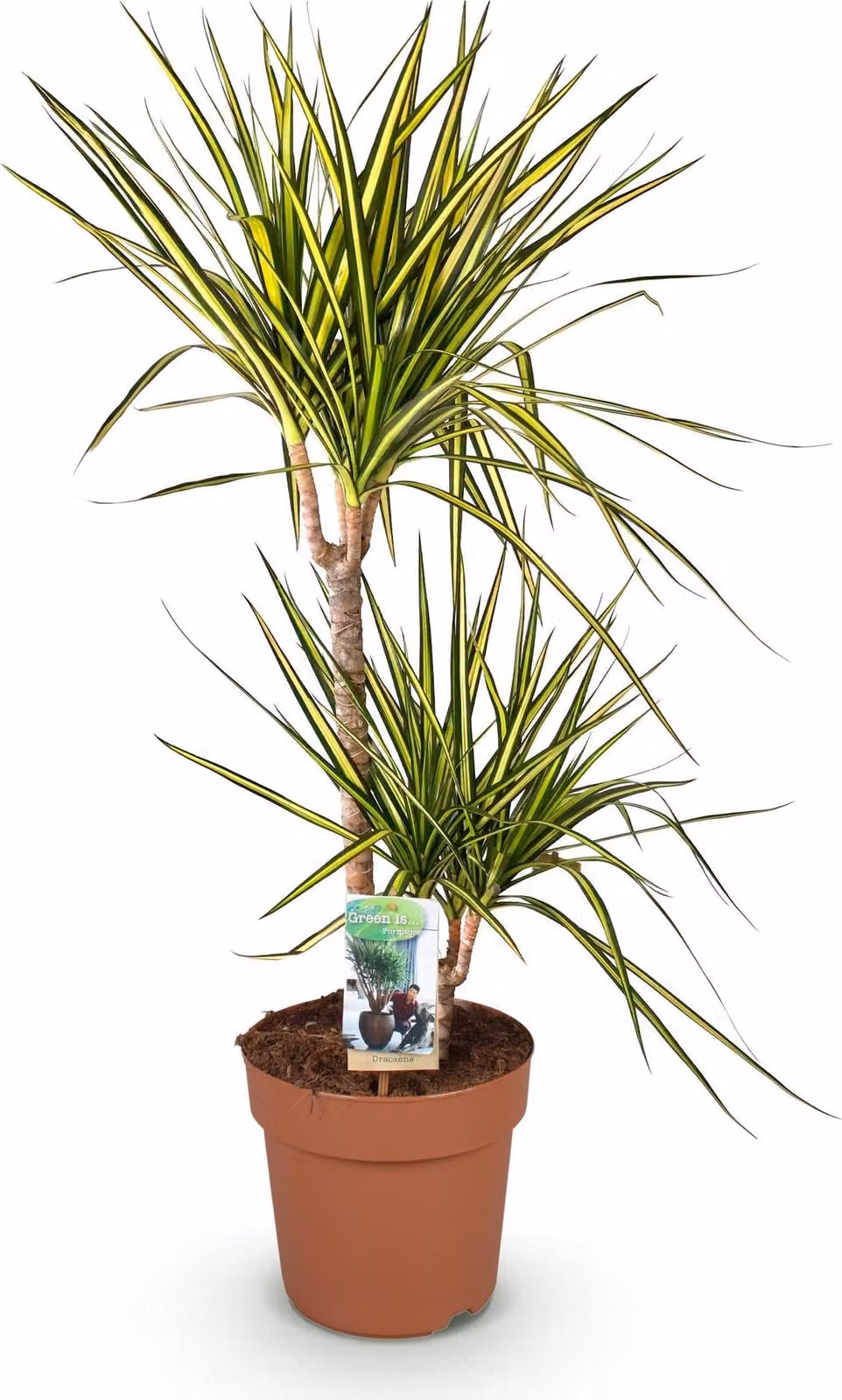 Dracaena Sunray - 90-100cm - 21cm - Dracaena di facile manutenzione nei toni