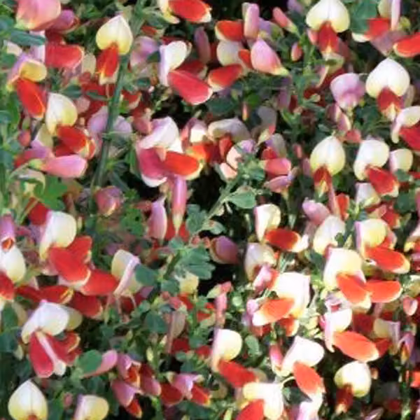 2 piante di Ginestra comune (Cytisus 'Palette') | Altezza: 40-60 cm, fornite in vaso