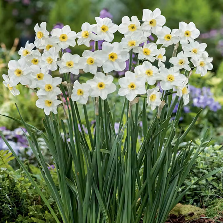 Bulbi di narciso Bulbi di fiori Botanical Daffodil Lieke 5 pz.