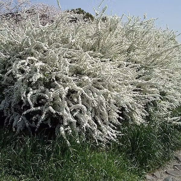 2 piante di spireea primaverile (Spiraea thunbergii), in vaso, altezza 40-60 cm