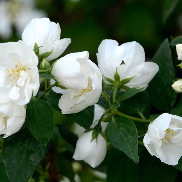2 piante di gelsomino rampicante 'Bouquet Blanc' in vaso | altezza 50-60 cm