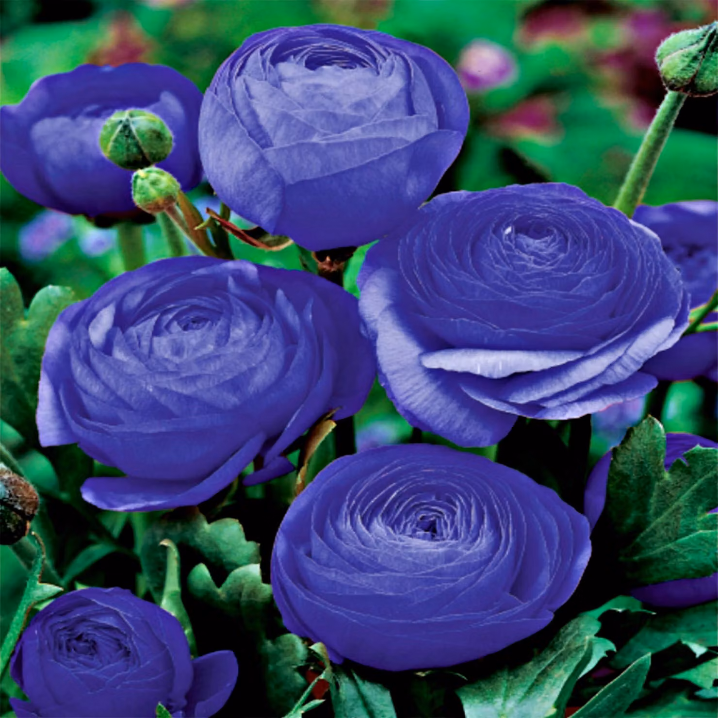 Ranunculus Blue Ranuncolo blu 5 pz Ranuncoli piantina piantine Bulbi