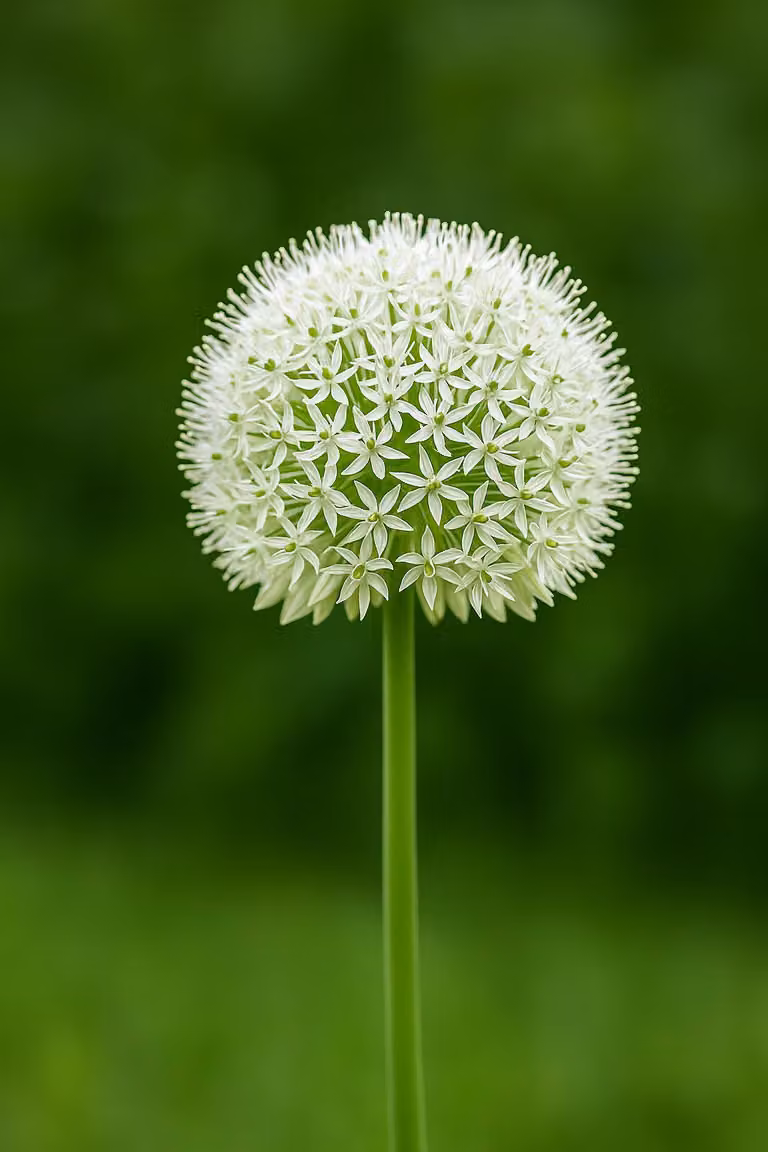 Bulbi da fiore Exotenherz - Porro ornamentale Allium White Giant ( 5 pezzi)