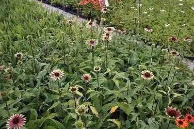 6 x Echinacea purp. 'Green Twister' - Sonnenhut - Topf 9 x 9 cm