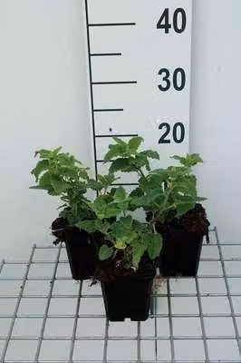 6 x Teucrium hyrc. 'Paradise delight' - Gamander - Vaso 9 x 9 cm