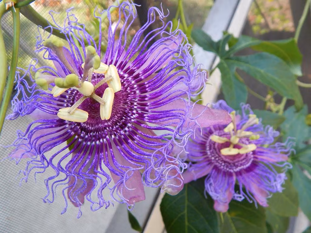 Passiflora Incense dura circa 30 cm - bellezza esotica - rampicante perenne