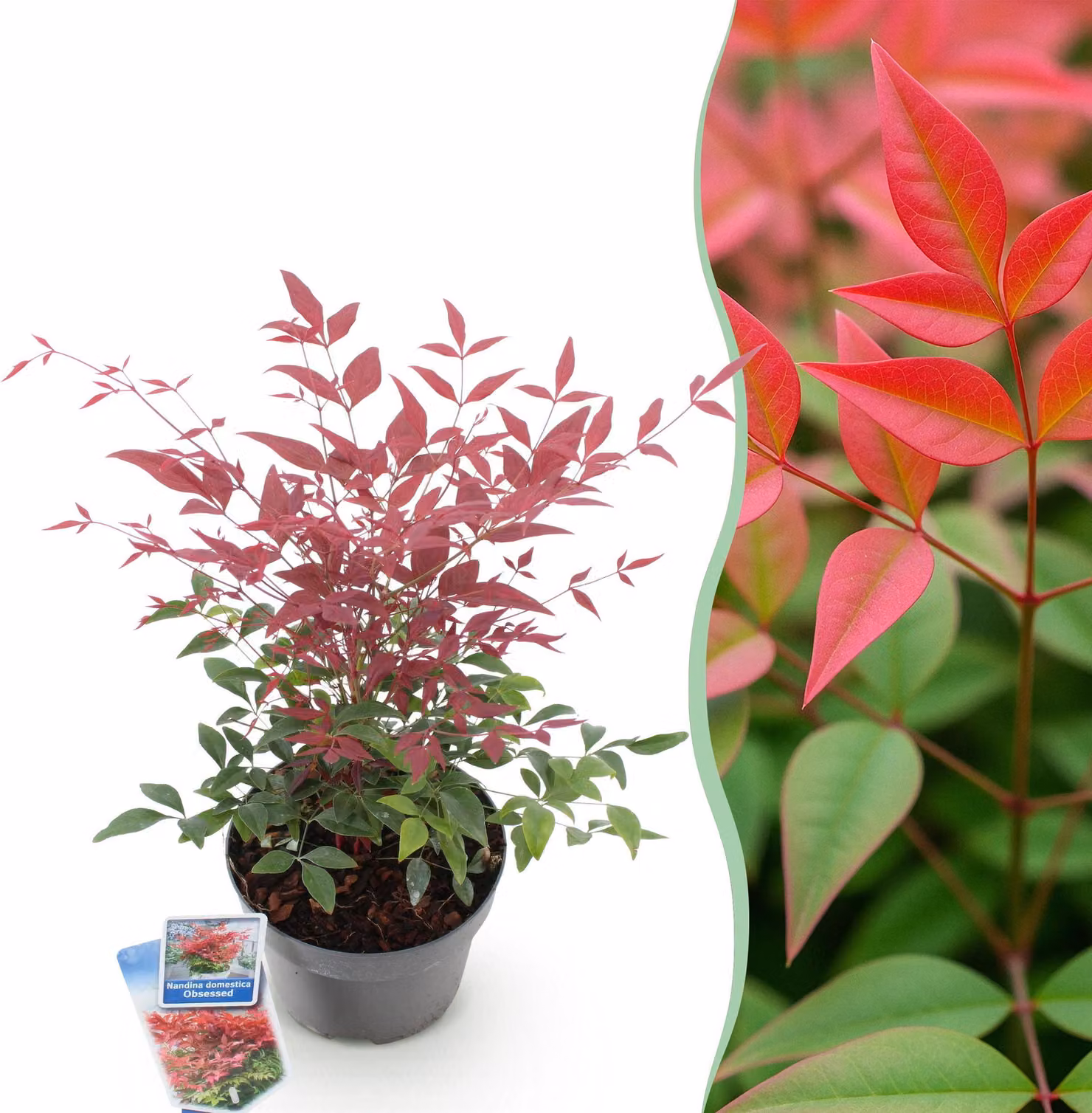Nandina Obsessed - Rossa - Sempreverde - Bassa manutenzione - 35-45cm - Ø17cm - Pianta da giardino