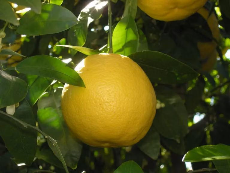Albero di pompelmo giallo Citrus paradisi 140-180 cm C17 Pianta di agrumi per giardino e terrazza | Frutti esotici