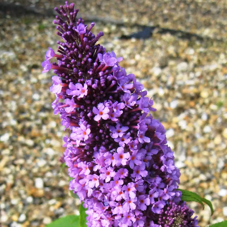 2 piante di buddleja (Buddleja davidii 'Peacock') | 30-40 cm in vaso