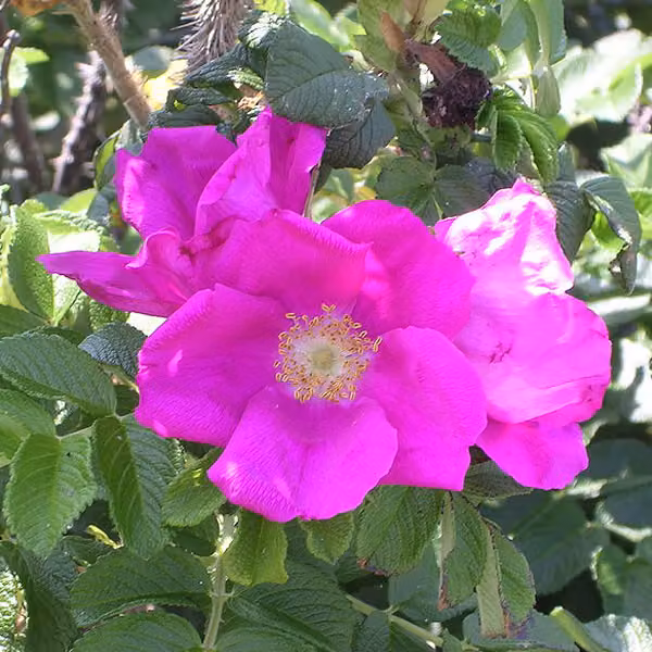 2 x Rosa 'Apfelrose-Sylter Rose' (Rosa rugosa) | Altezza: 40-60 cm, in vaso