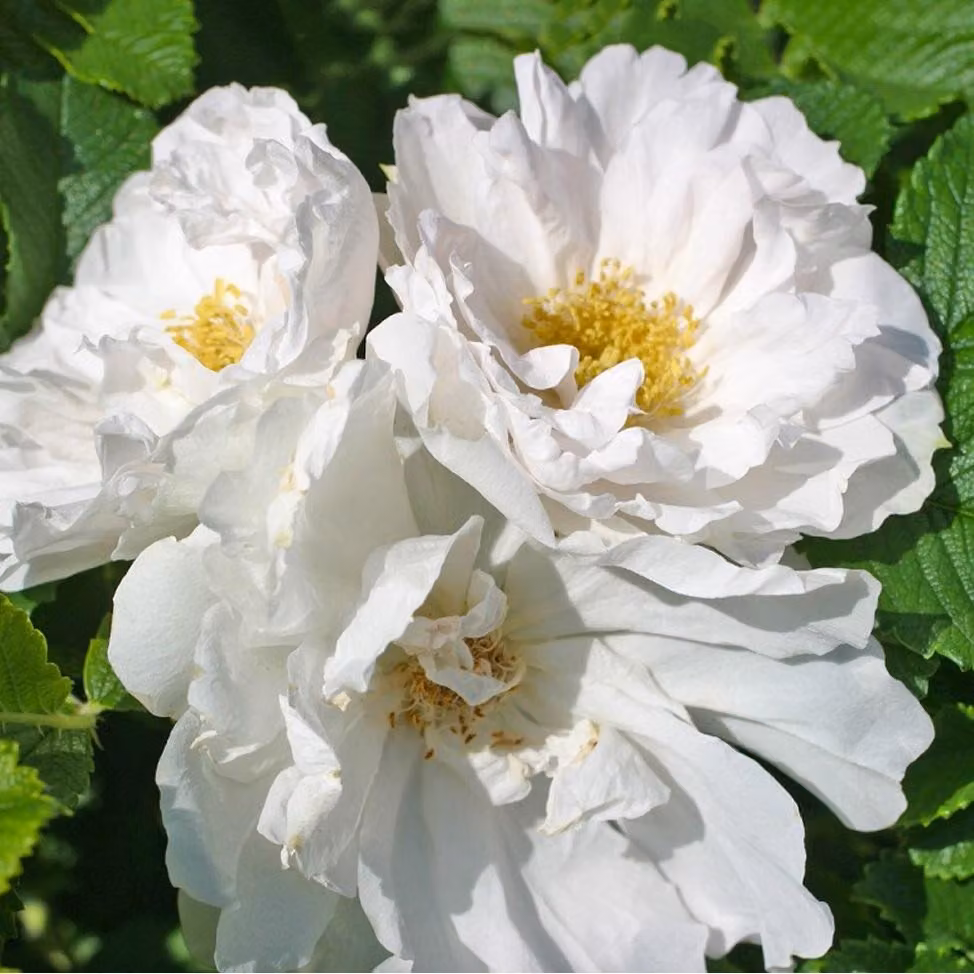 Rosa - Kordes-Rugosa - Rosa 'White Roadrunner'®