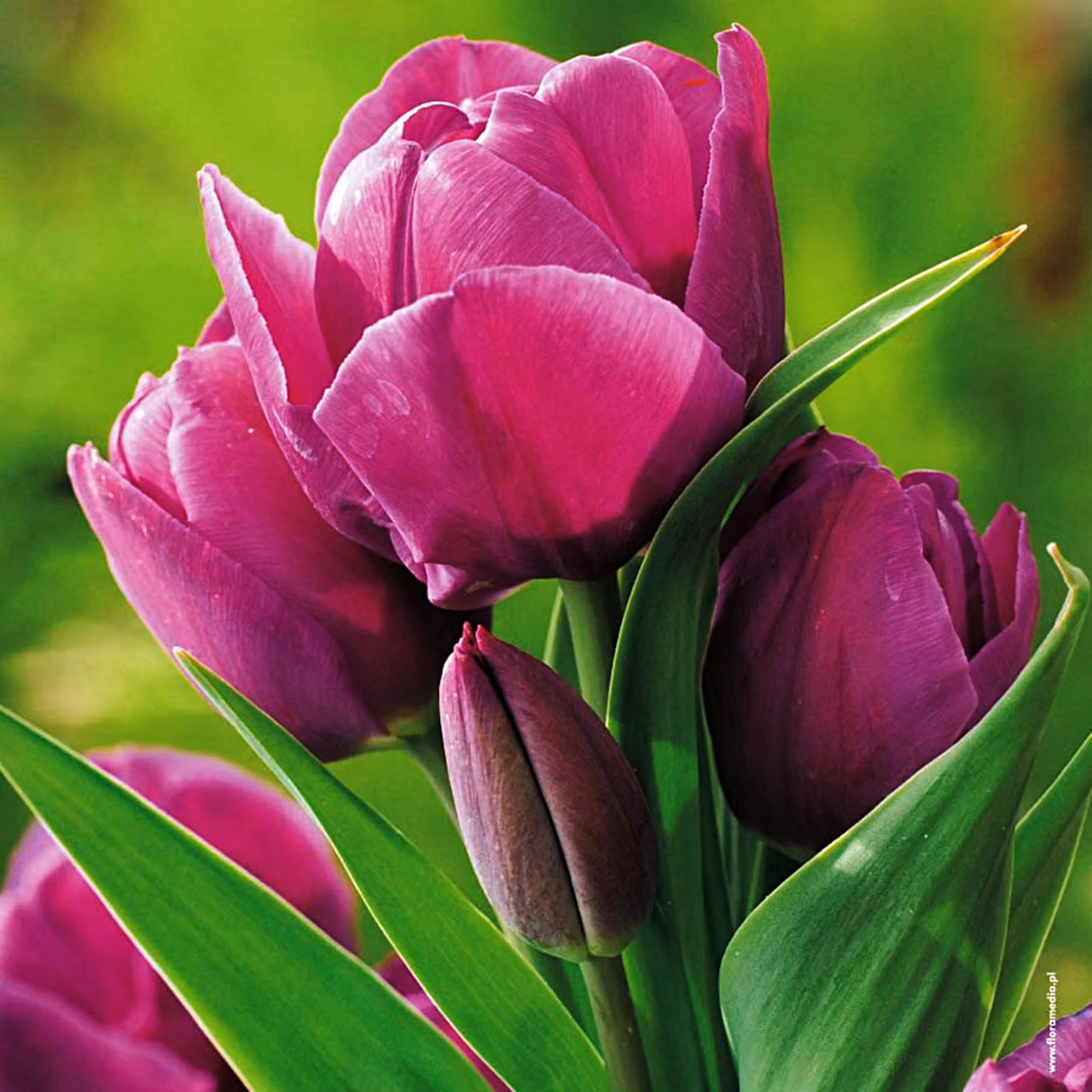 Tulipani Bulbi Bulbi Fiori Tulipano multiflora Night Club 5 pz.