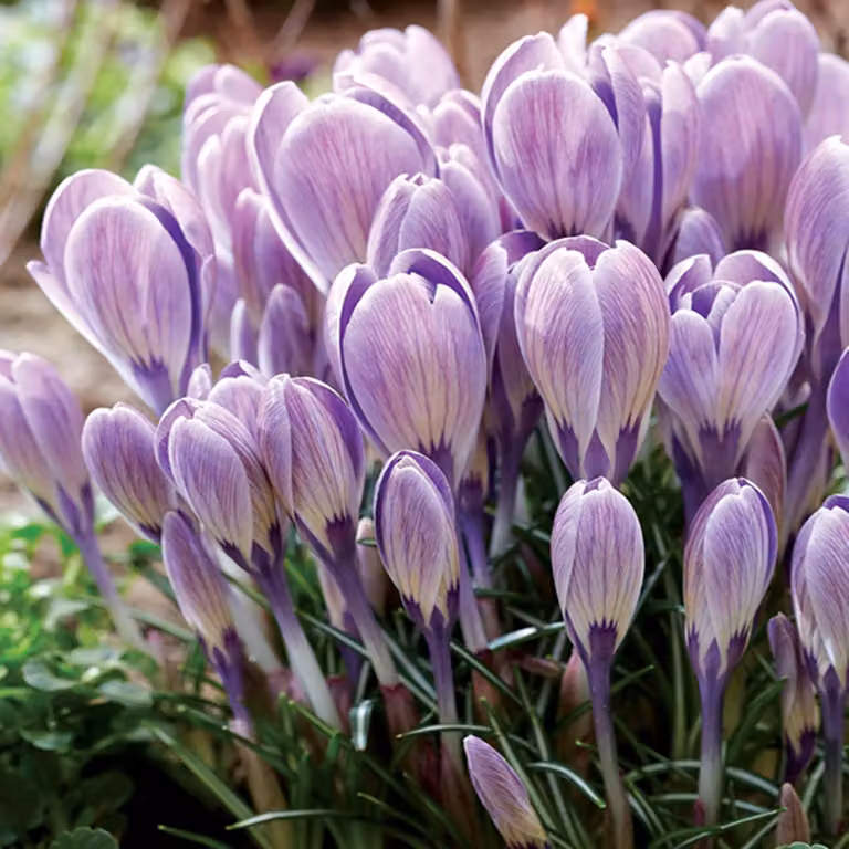 Bulbi da fiore Bulbi Crocus a fiore grande Crocus Striped Bird 10 pz.