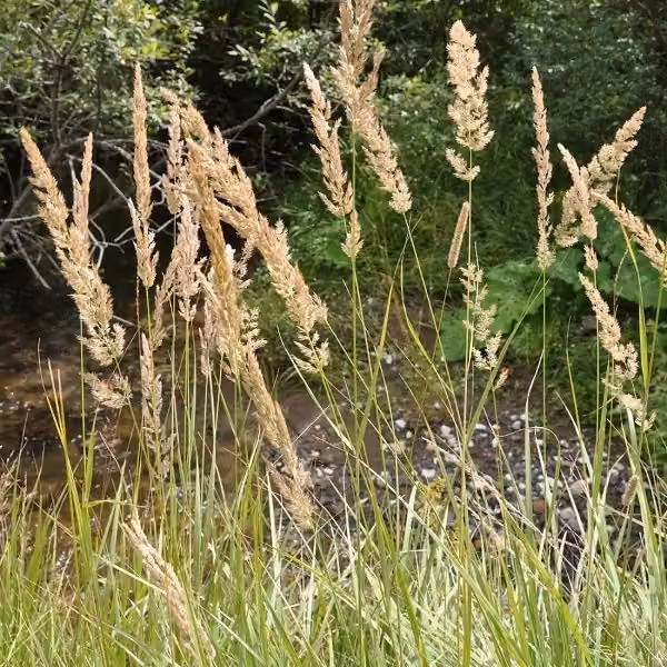 6 piante di erba delle paludi (Calamagrostis arundinacea) | Vaso da 9x9 cm