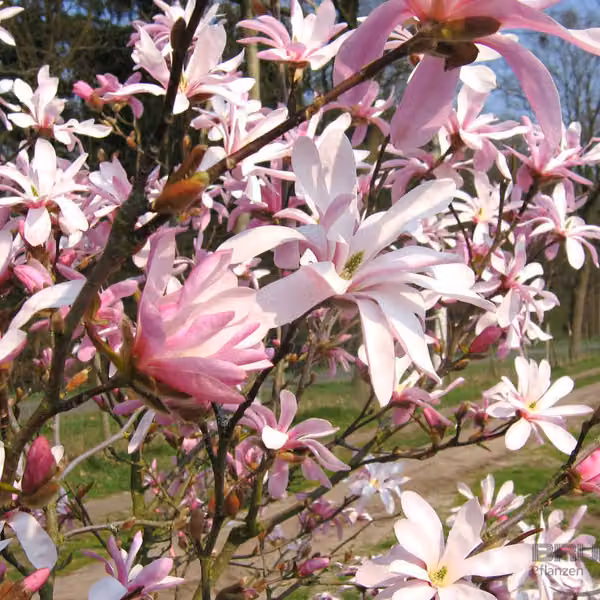 Magnolie - Magnolia loebneri 'Leonard Messel' | 50-60 cm in vaso
