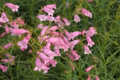 6 x Penstemon hybr. 'Evelyn' - Filo di barba - Vaso 9 x 9 cm