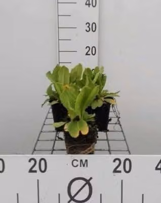 6 x Primula dent. ruby' - Primula a palla - Vaso 9 x 9 cm