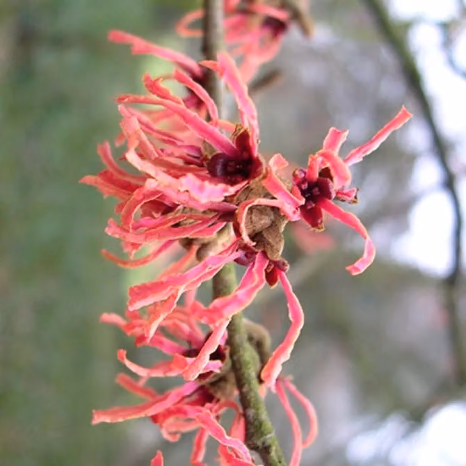 Hamamelis intermedia 'Ruby Glow' (Hamamelis intermedia) | 40-60 cm, in vaso