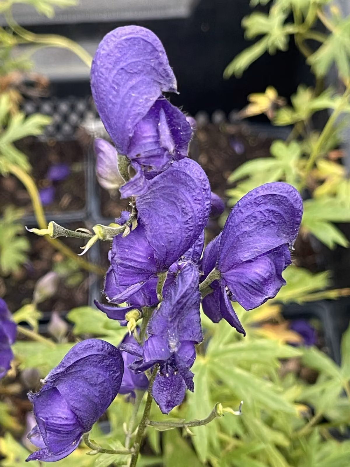 6 x Aconitum napellus - Pompelmo blu - vaso 9 x 9 cm