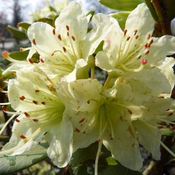 Rhododendron 'Shamrock' | 20-30 cm in vaso