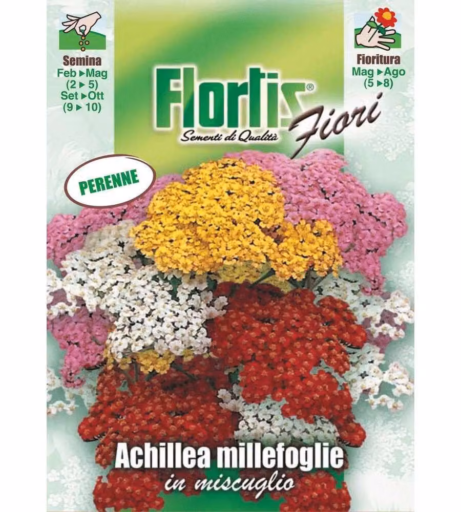 Achillea perenne fiori colorati infiorescenze ombrello 40 cm