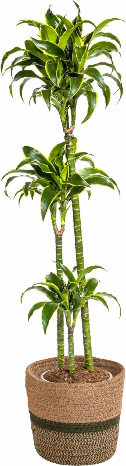 Dracaena Deremensis Dorado con cesto in vimini - Altezza 120-140cm - Ø24cm